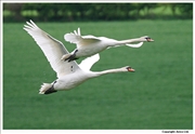 Mute-Swan-flight-8